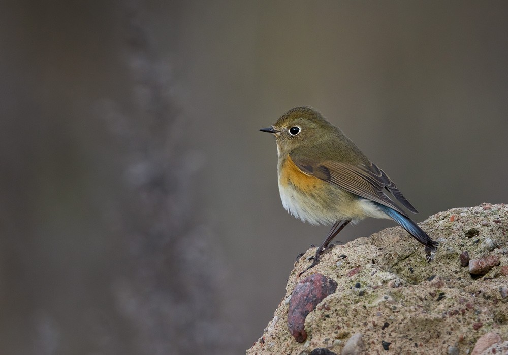 Red-flanked Bluetail - ML205968101