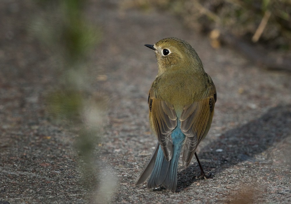 Red-flanked Bluetail - ML205968111