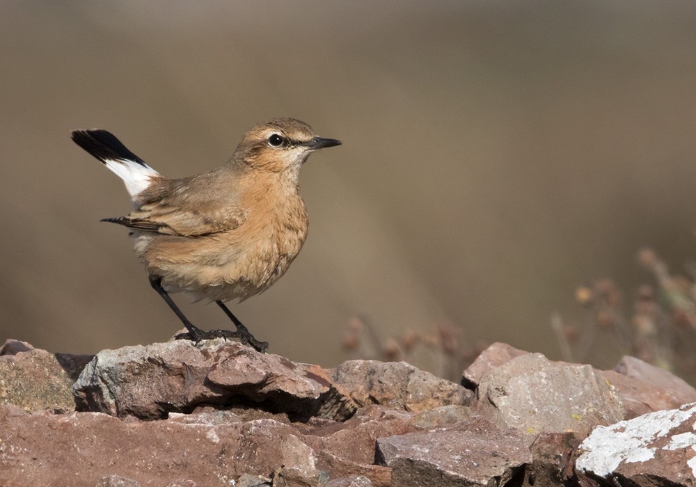 Isabelline Wheatear - Lars Petersson | My World of Bird Photography