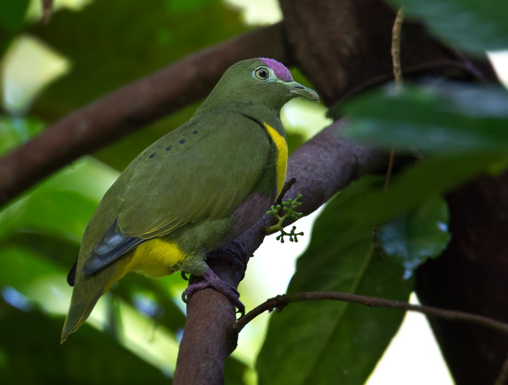 Yellow-bibbed Fruit-Dove - Lars Petersson | My World of Bird Photography