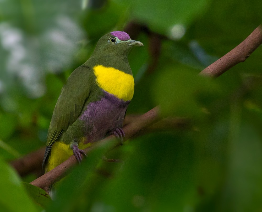 Yellow-bibbed Fruit-Dove - Lars Petersson | My World of Bird Photography