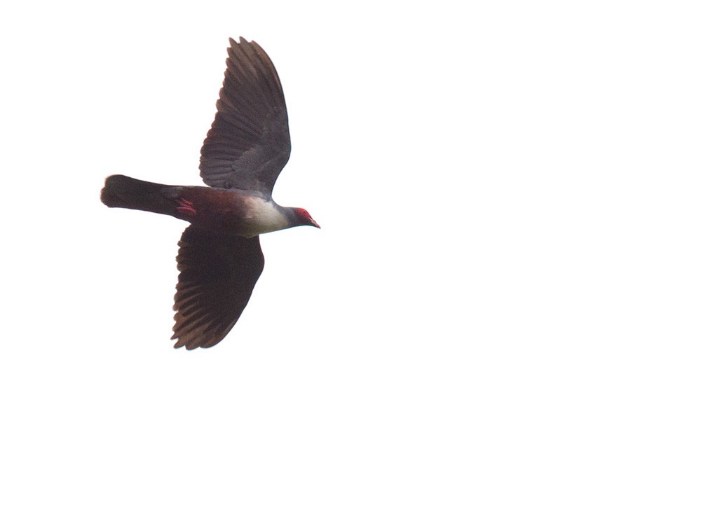 Новогвинейский голубь - ML205968311