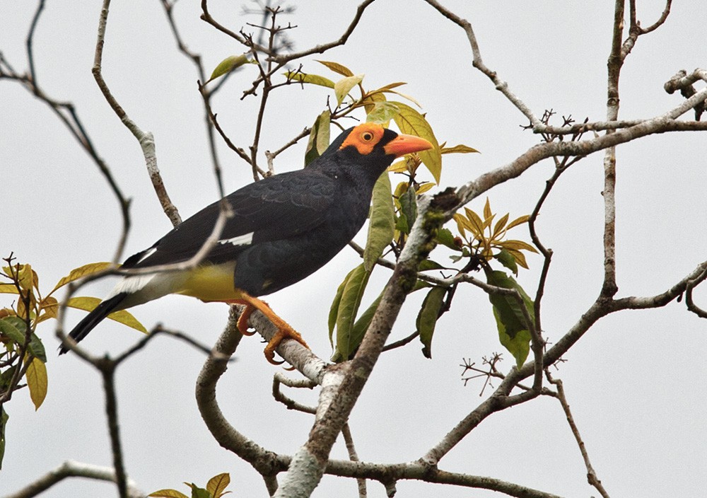 Long-tailed Myna - Lars Petersson | My World of Bird Photography