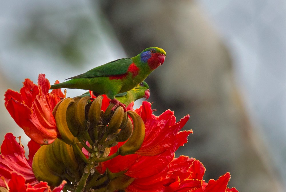 Red-flanked Lorikeet - Lars Petersson | My World of Bird Photography