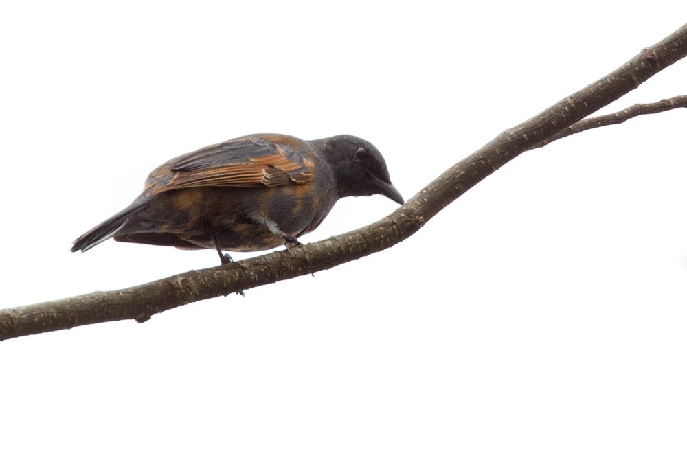 Common Cicadabird (Gray-capped) - ML205968391