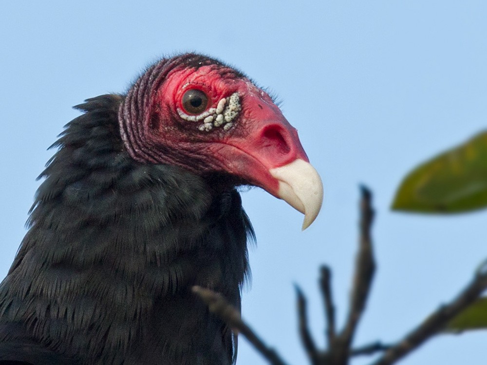 Turkey Vulture (Northern) - Lars Petersson | My World of Bird Photography