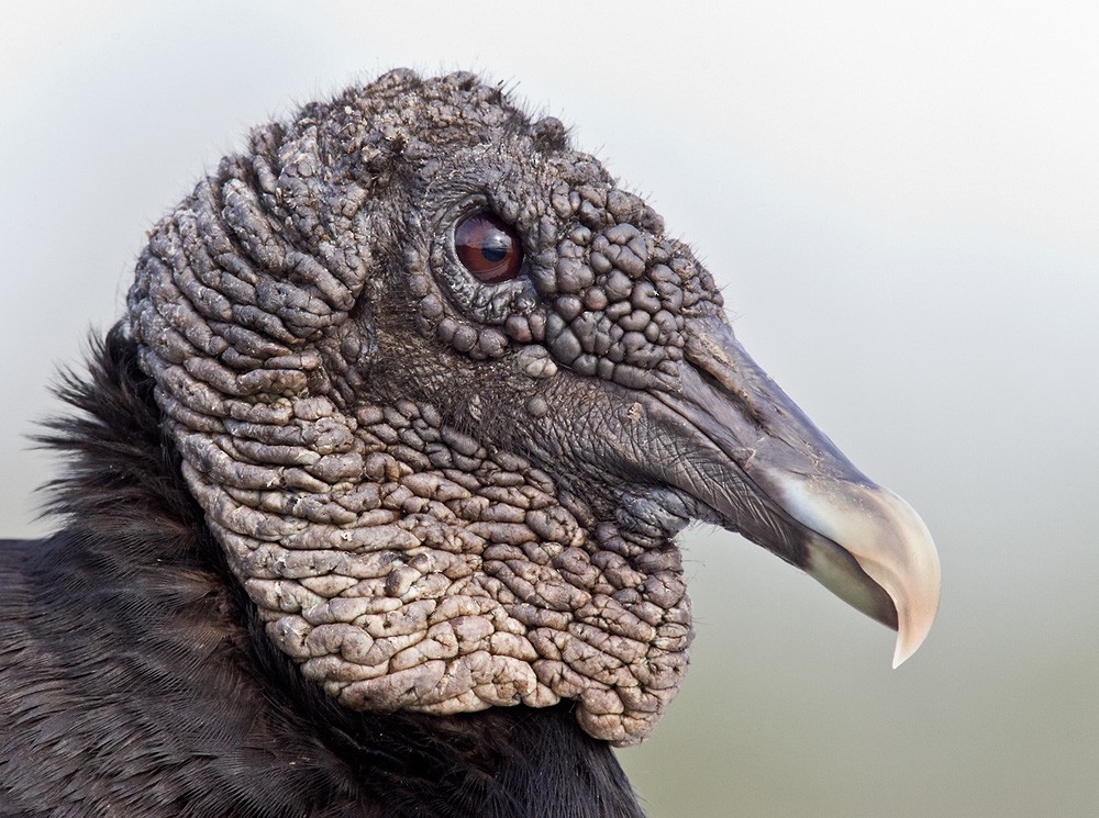 Black Vulture - Lars Petersson | My World of Bird Photography
