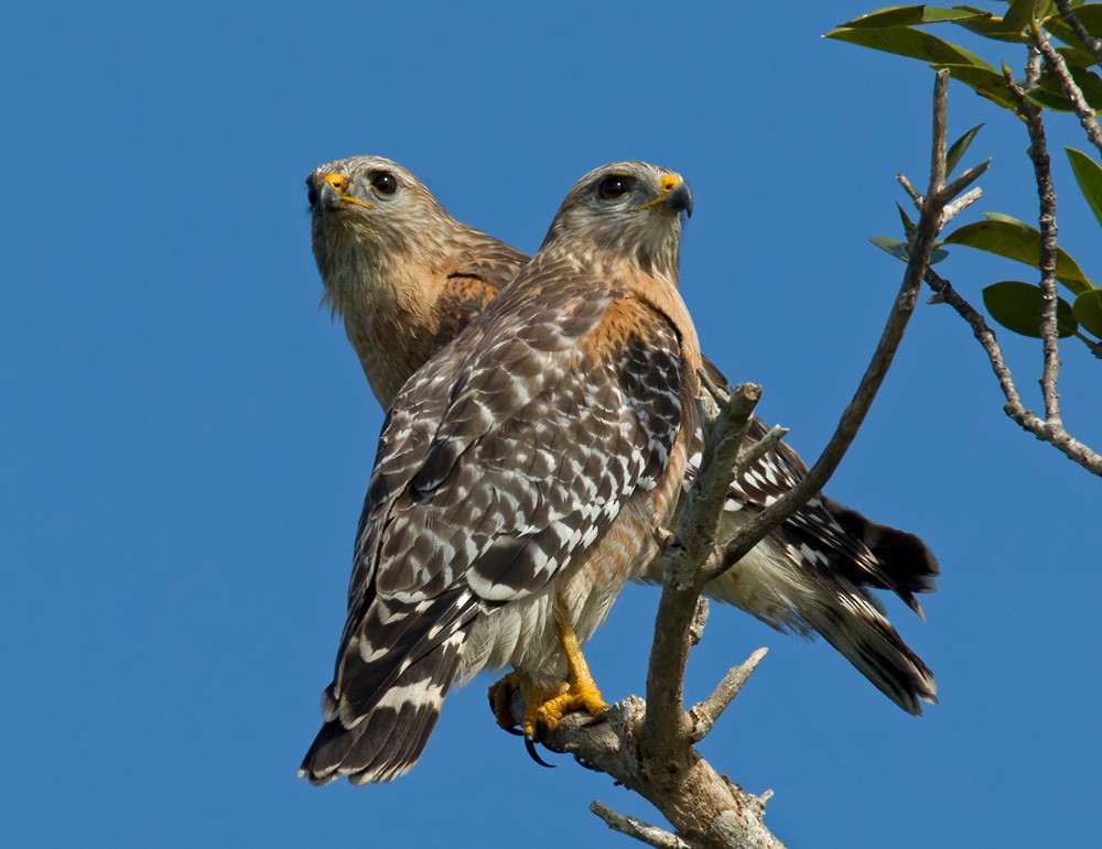 Red-shouldered Hawk - Lars Petersson | My World of Bird Photography