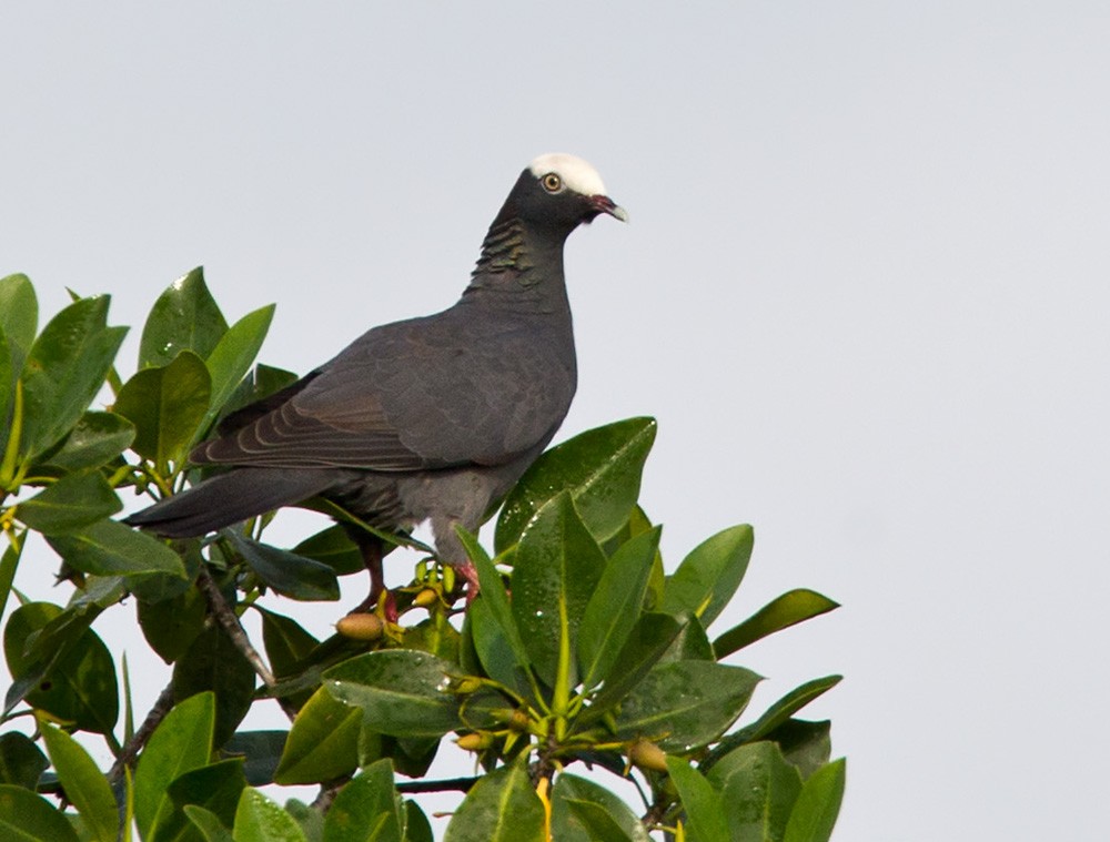 White-crowned Pigeon - ML205968541
