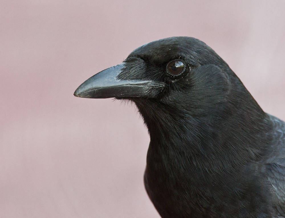 American Crow - Lars Petersson | My World of Bird Photography