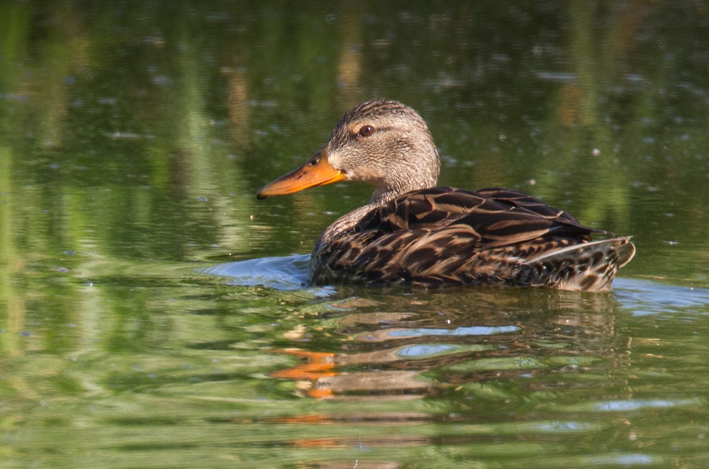 Mexican Duck - Lars Petersson | My World of Bird Photography