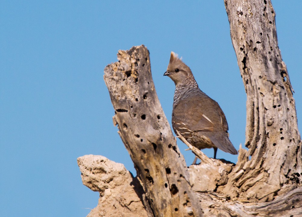 Scaled Quail - Lars Petersson | My World of Bird Photography
