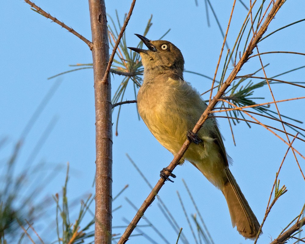 Sombre Greenbul - Lars Petersson | My World of Bird Photography