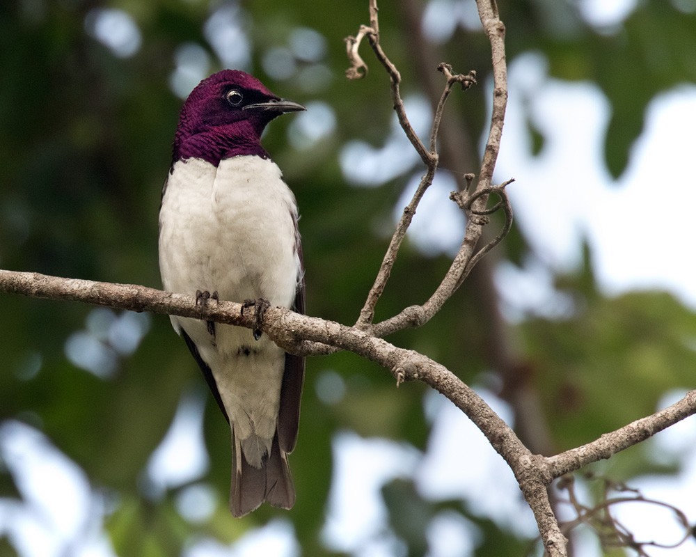 Violet-backed Starling - ML205968751