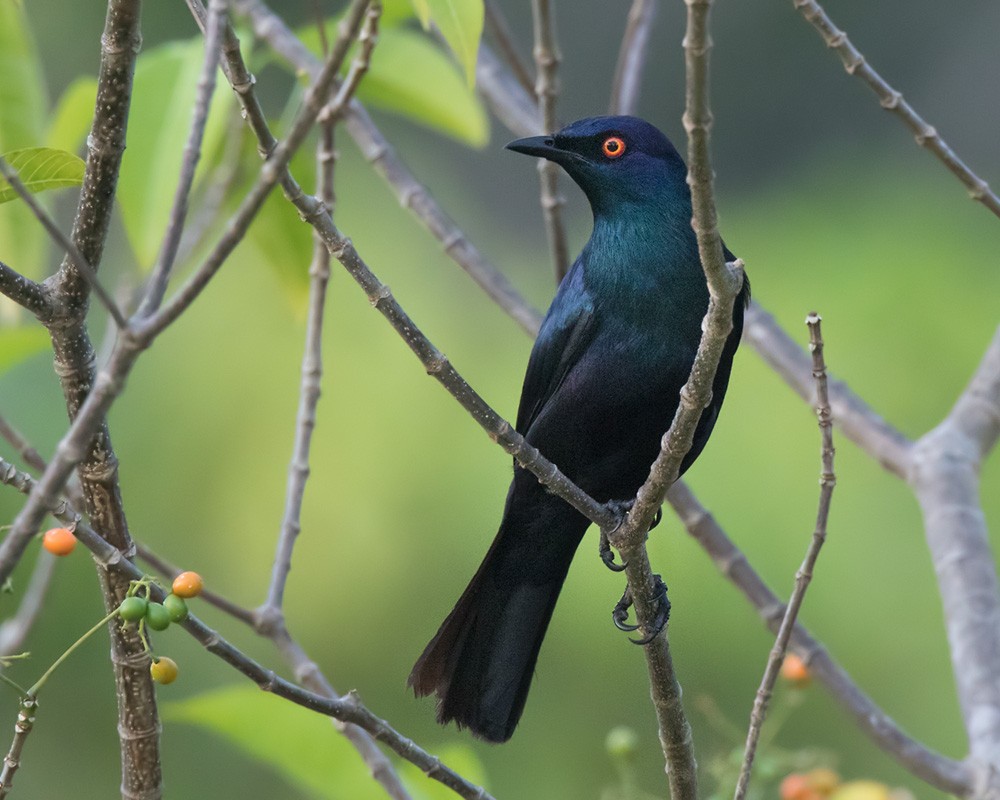 Black-bellied Starling - Lars Petersson | My World of Bird Photography