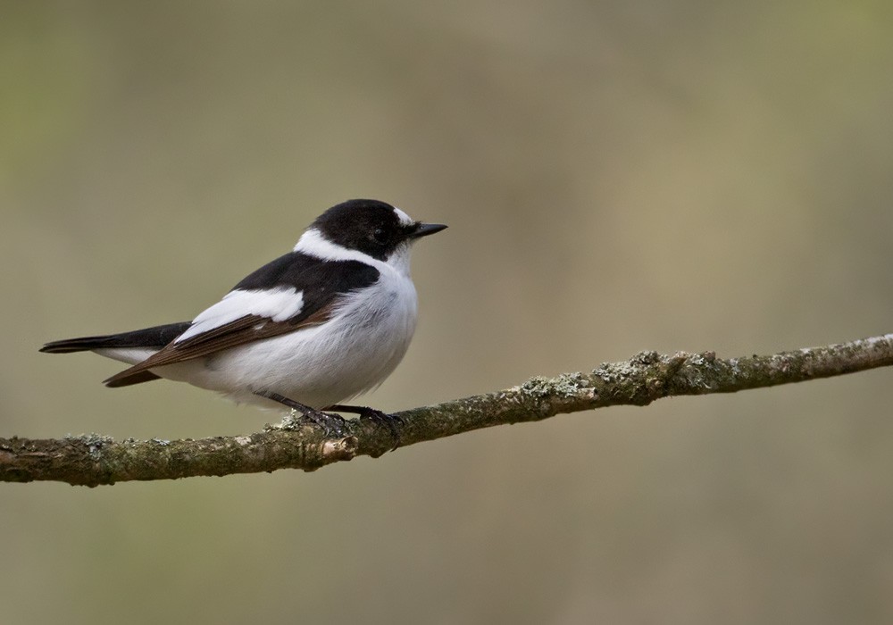 Collared Flycatcher - Lars Petersson | My World of Bird Photography