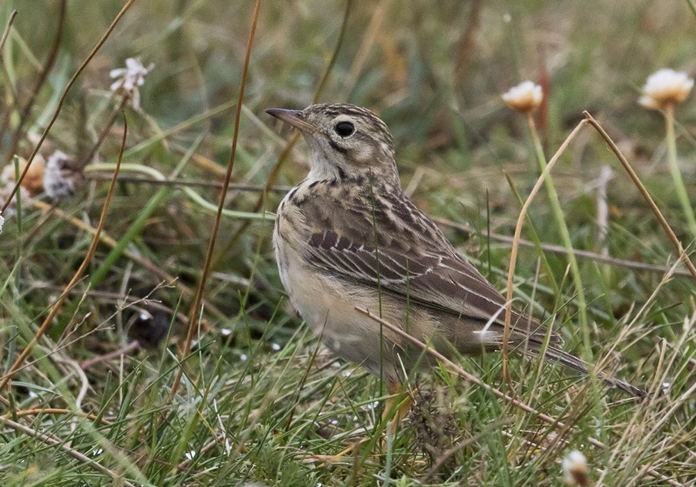 Blyth's Pipit - Lars Petersson | My World of Bird Photography