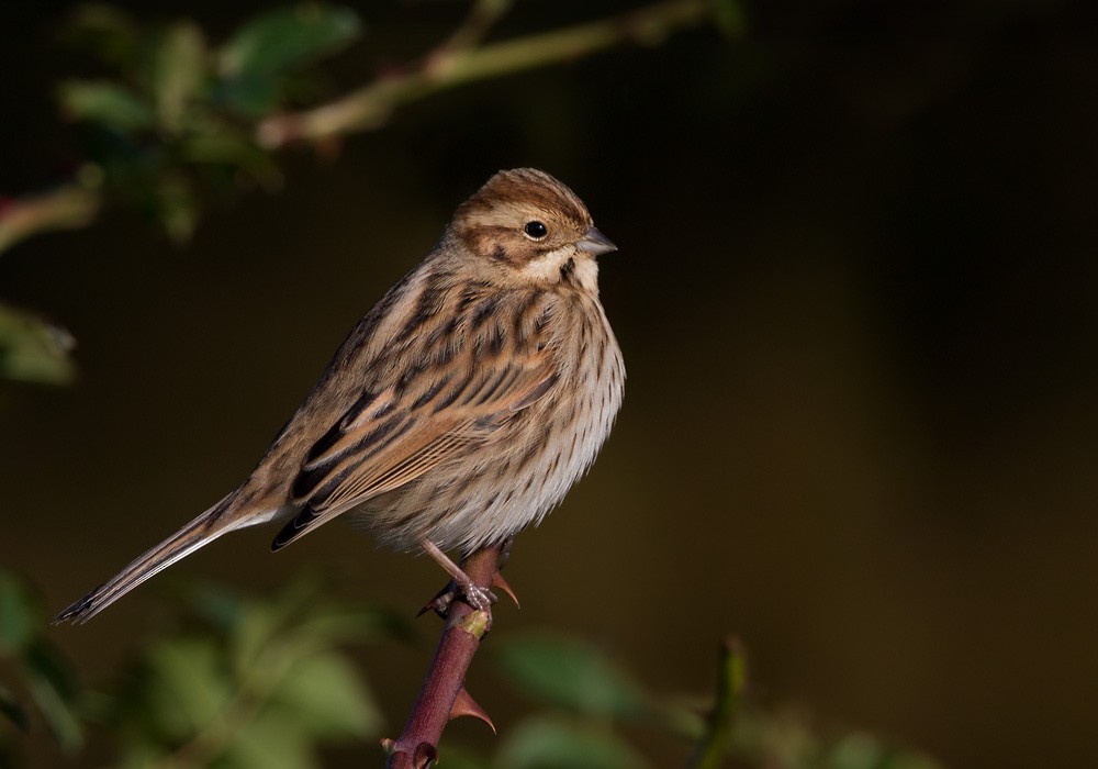 Reed Bunting - Lars Petersson | My World of Bird Photography