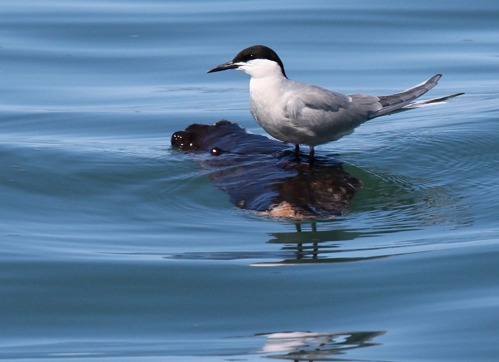 Common Tern (longipennis) - ML205969101
