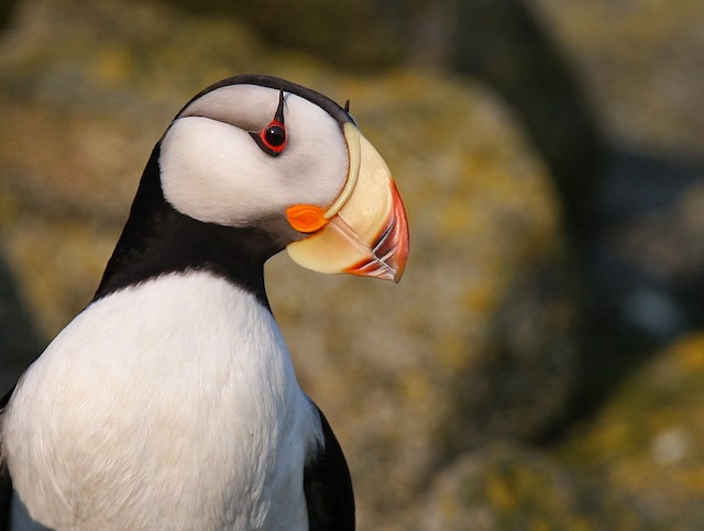 Horned Puffin  Audubon Field Guide