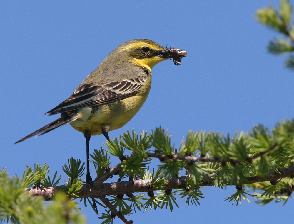Eastern Yellow Wagtail (Eastern) - Lars Petersson | My World of Bird Photography
