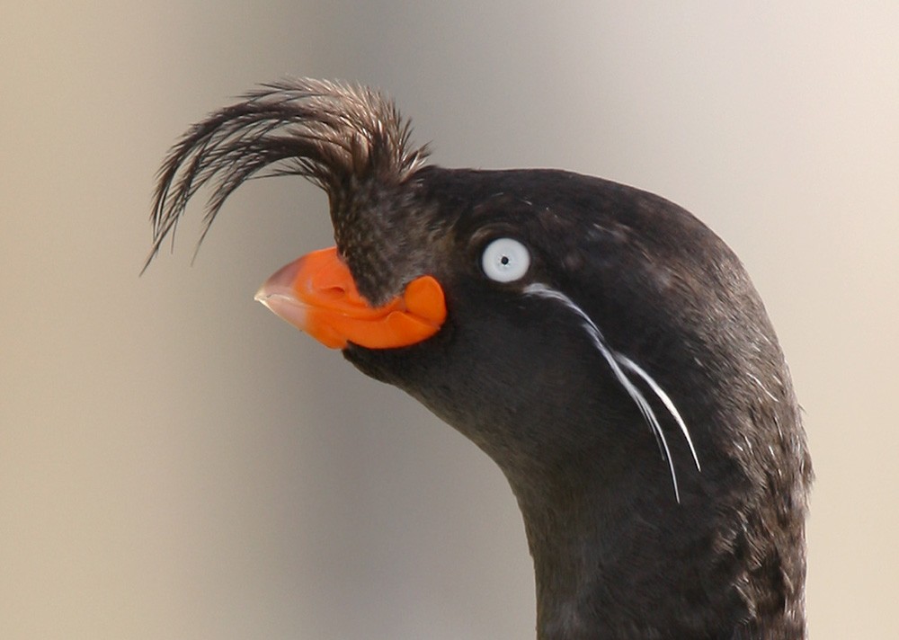 Crested Auklet - Lars Petersson | My World of Bird Photography