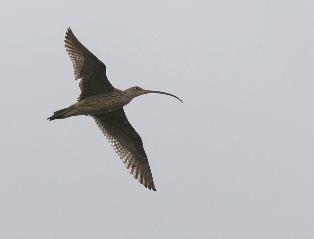 Far Eastern Curlew - Lars Petersson | My World of Bird Photography