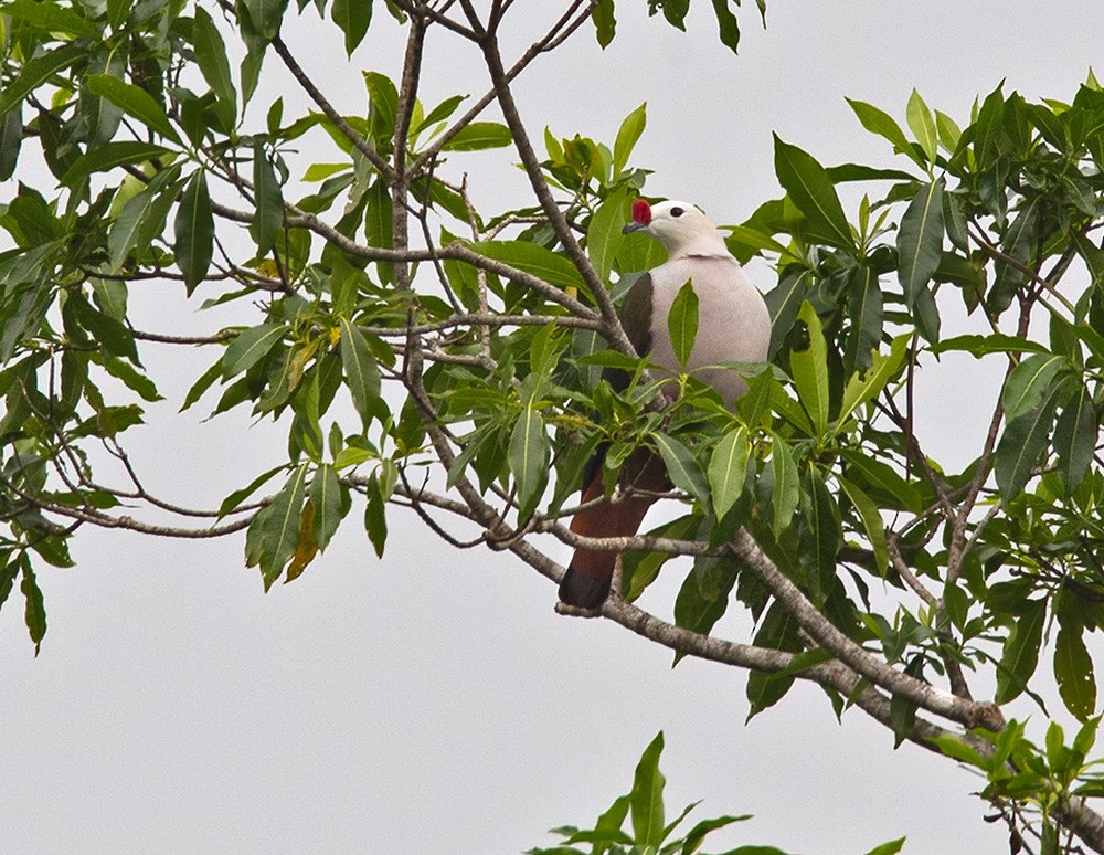 Red-knobbed Imperial-Pigeon (Pink-necked) - ML205969241