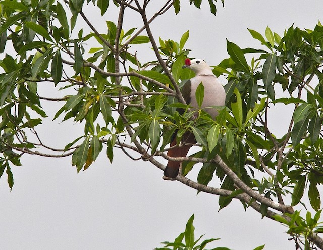 Red-knobbed Imperial-Pigeon (Pink-necked)