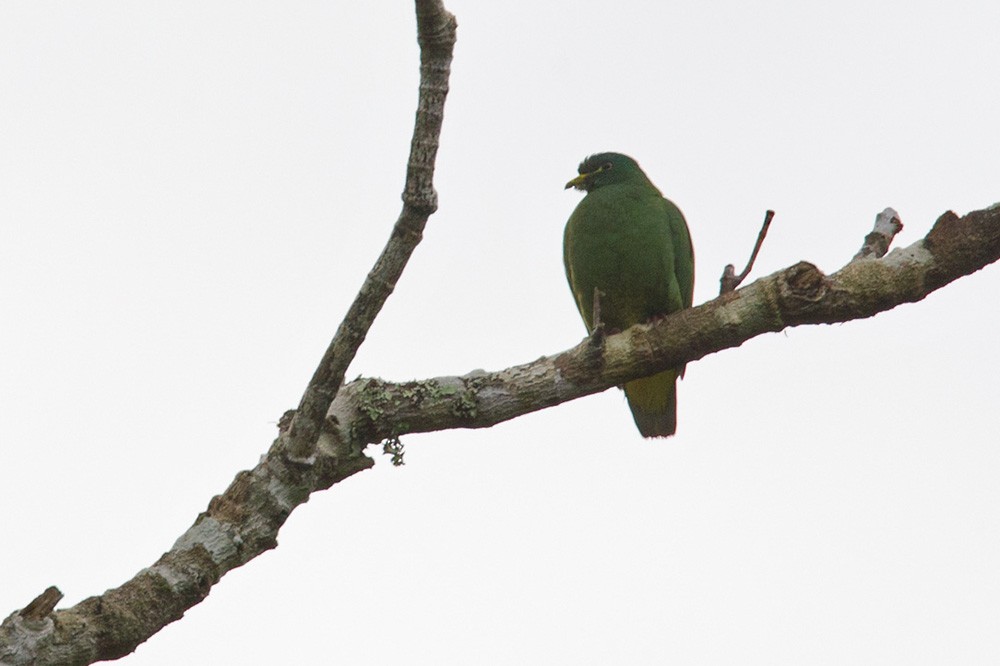 White-breasted Fruit-Dove - ML205969321