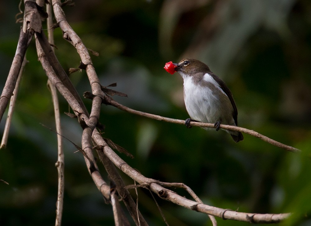 Red-banded Flowerpecker - ML205969341