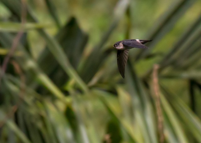 White-rumped Swiftlet