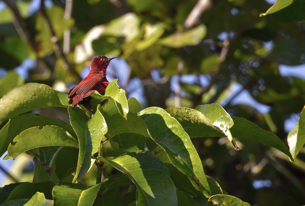 Red Myzomela (Reddish) - Lars Petersson | My World of Bird Photography