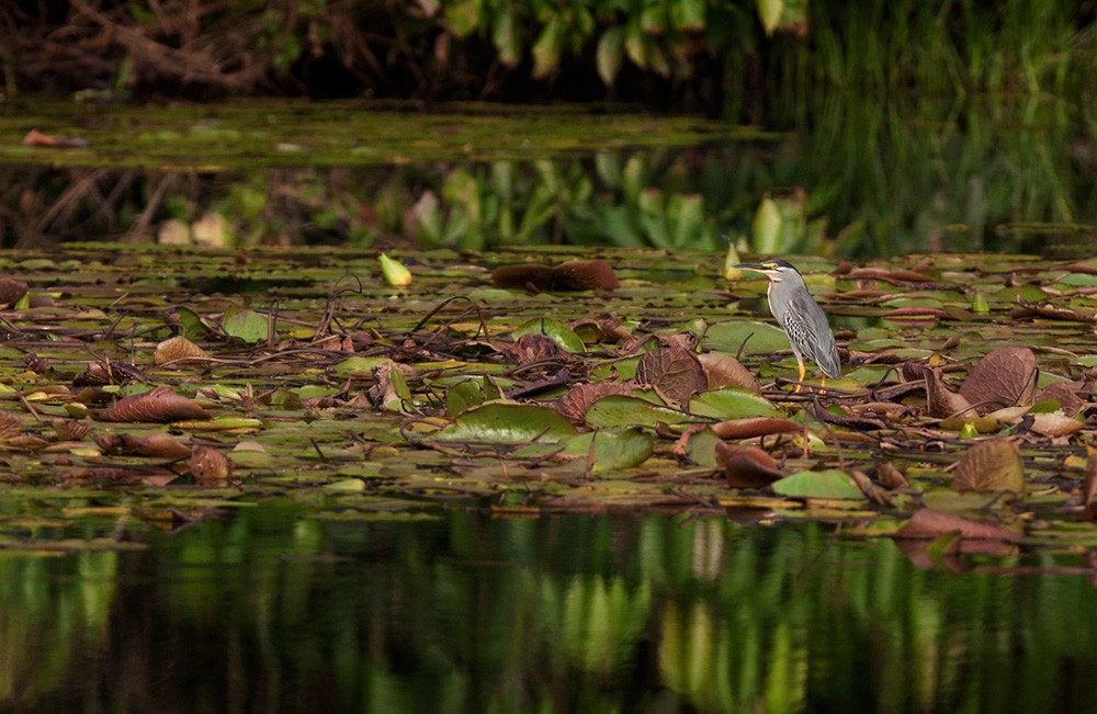 Striated Heron (South American) - Lars Petersson | My World of Bird Photography