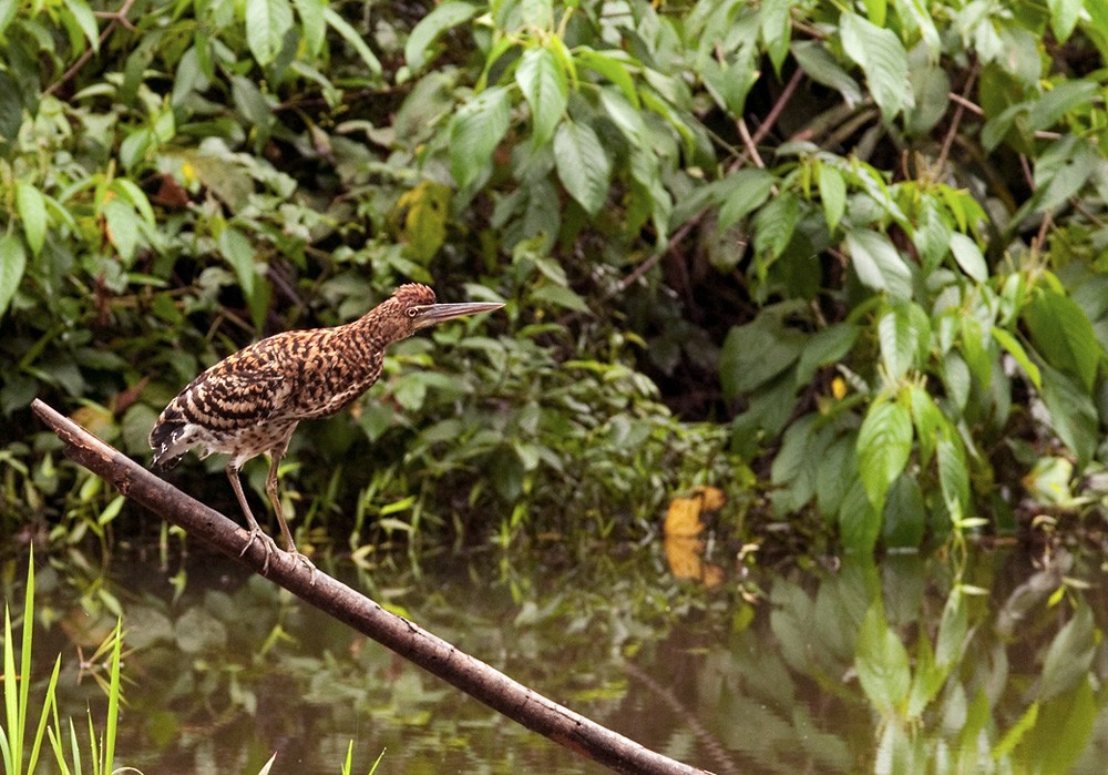 Rufescent Tiger-Heron - Lars Petersson | My World of Bird Photography