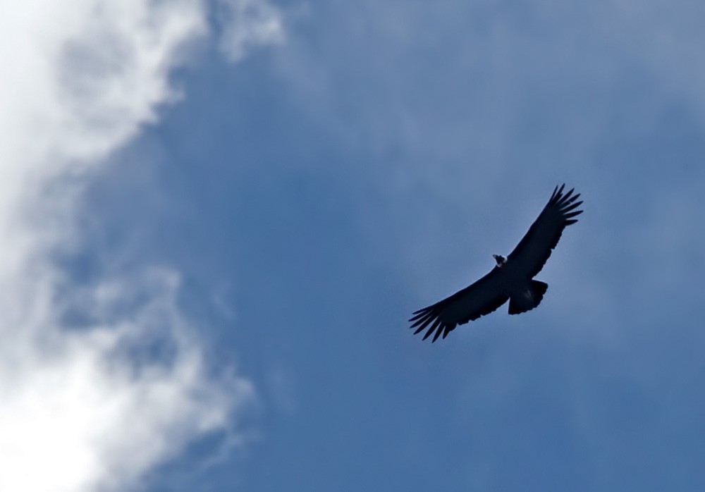 Andean Condor - Lars Petersson | My World of Bird Photography