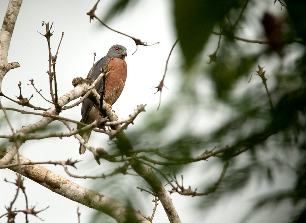 Double-toothed Kite - Lars Petersson | My World of Bird Photography