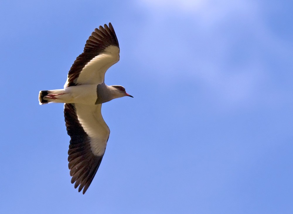 Andean Lapwing - Lars Petersson | My World of Bird Photography