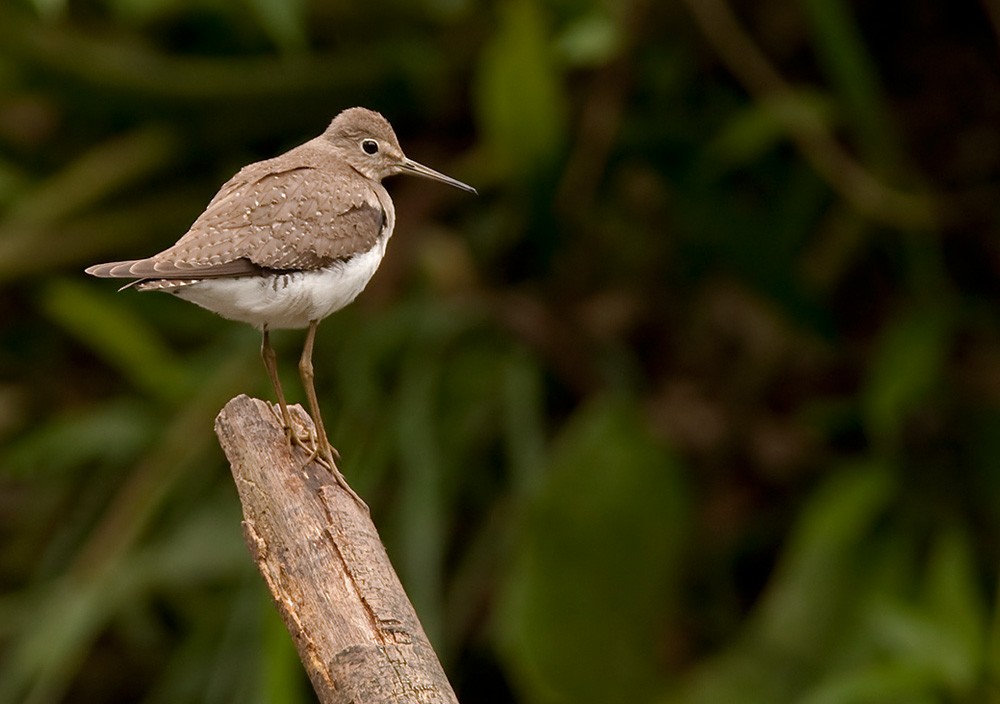 Solitary Sandpiper - Lars Petersson | My World of Bird Photography