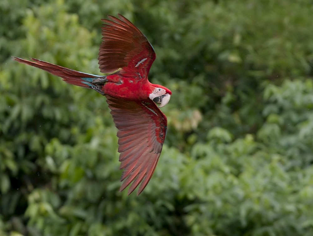 Red-and-green Macaw - Lars Petersson | My World of Bird Photography