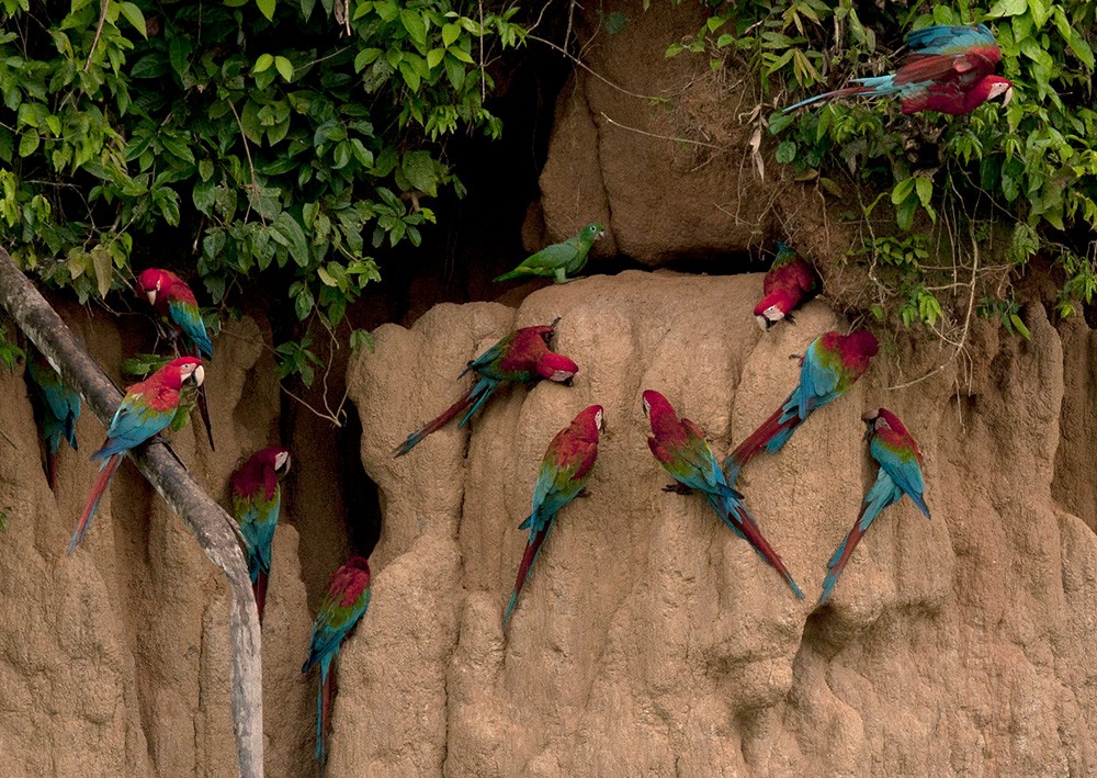 Red-and-green Macaw - ML205969761
