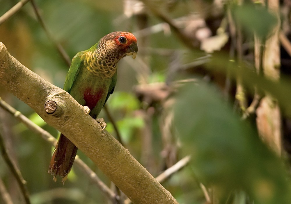 Rose-fronted Parakeet (Rose-fronted) - Lars Petersson | My World of Bird Photography