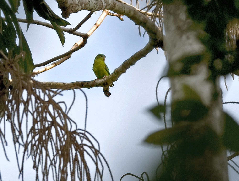 Amazonian Parrotlet - Lars Petersson | My World of Bird Photography