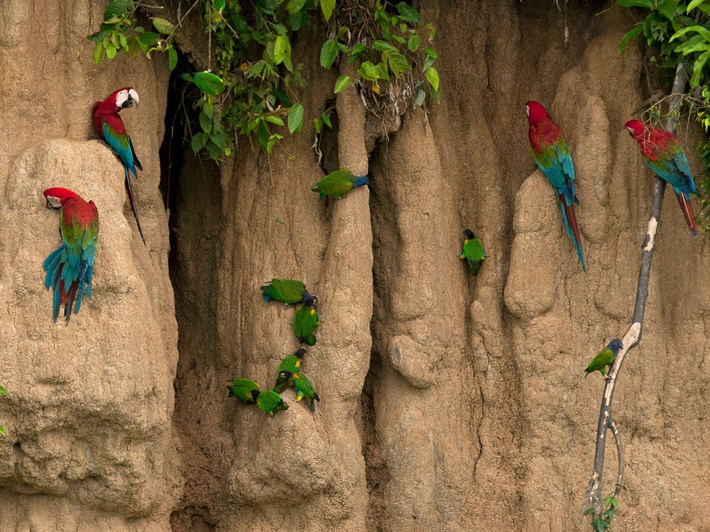 Orange-cheeked Parrot - Lars Petersson | My World of Bird Photography