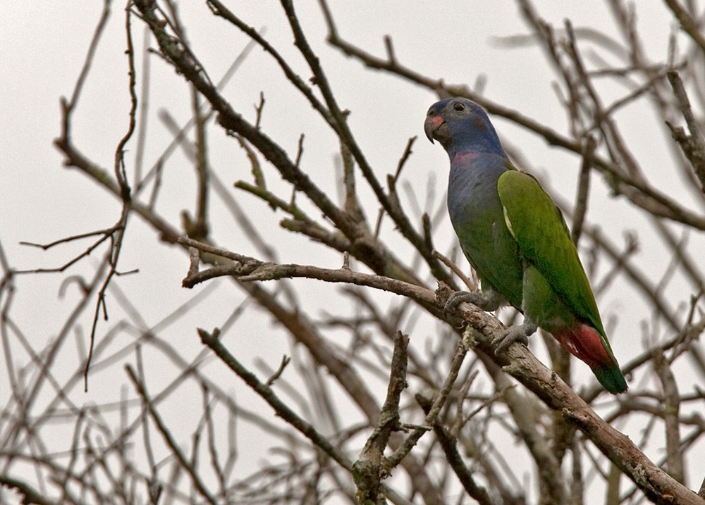 Blue-headed Parrot (Blue-headed) - Lars Petersson | My World of Bird Photography