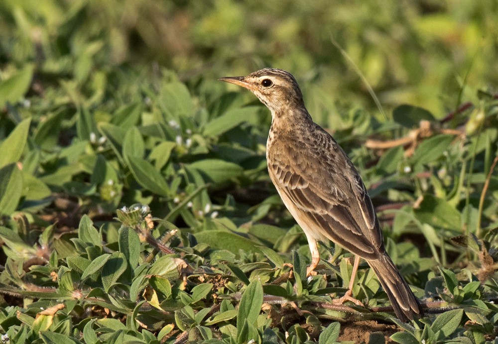 African Pipit (African) - ML205969821