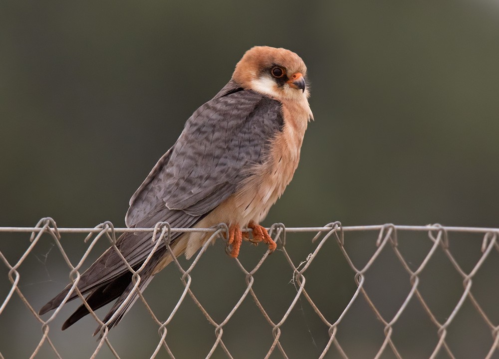 Red-footed Falcon - ML205969951