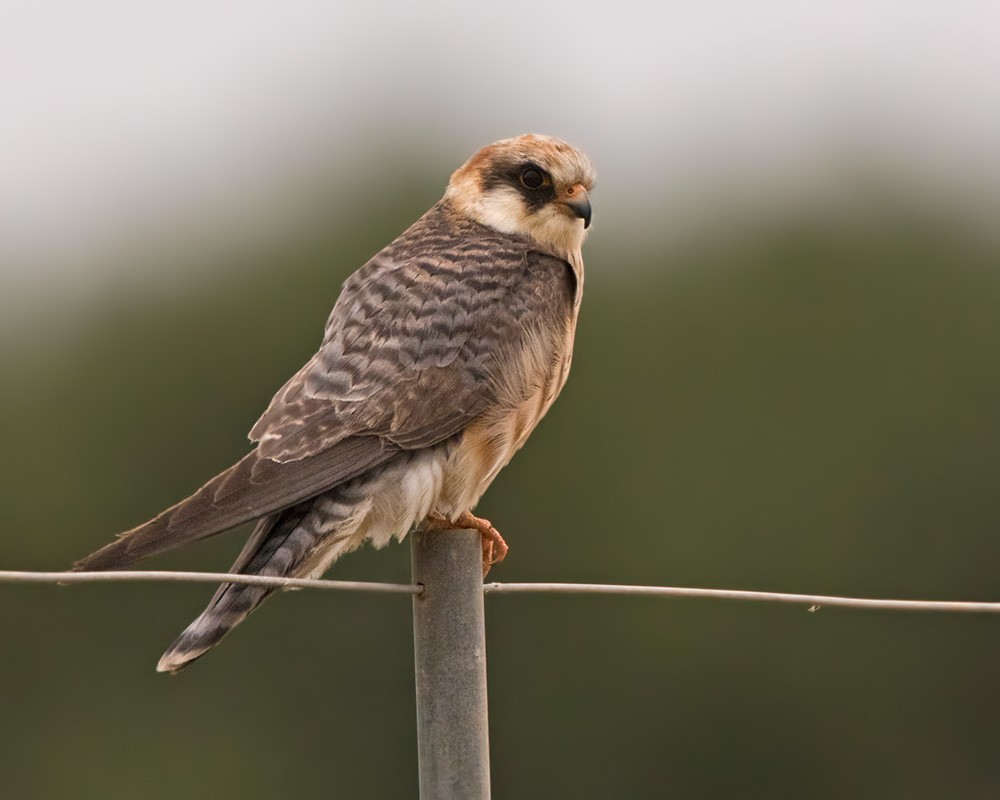 Red-footed Falcon - ML205969961