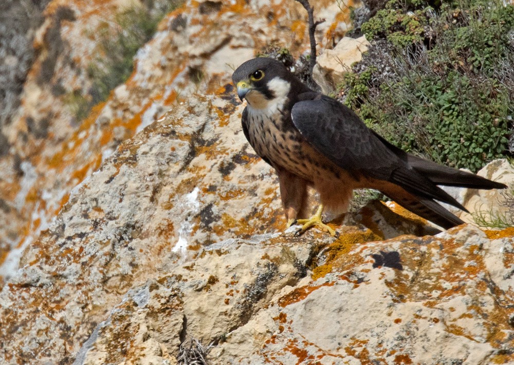 Eleonora's Falcon - Lars Petersson | My World of Bird Photography
