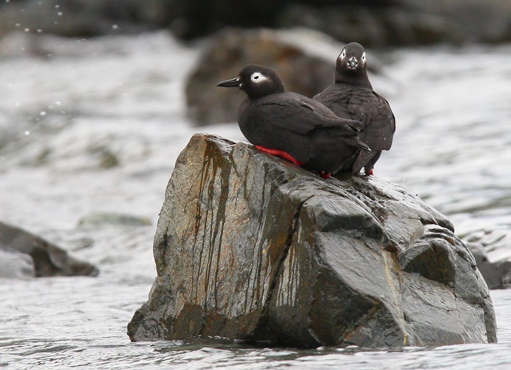 Spectacled Guillemot - ML205970211